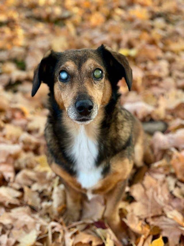 Perro ciego con enfermedad en los ojos