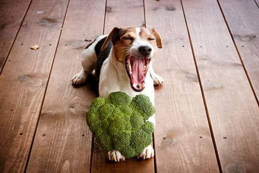 Un Jack Russell terrier tumbado en un suelo de madera bosteza con un brócoli entre las patitas.