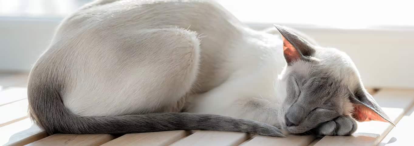 Fotografía de un gato oriental