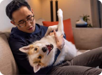 perro feliz