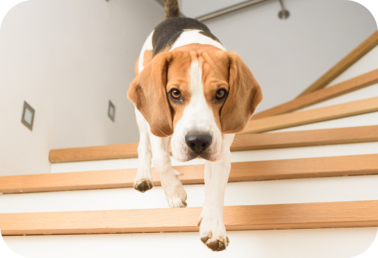 Razas pequeñas 2-25 kg